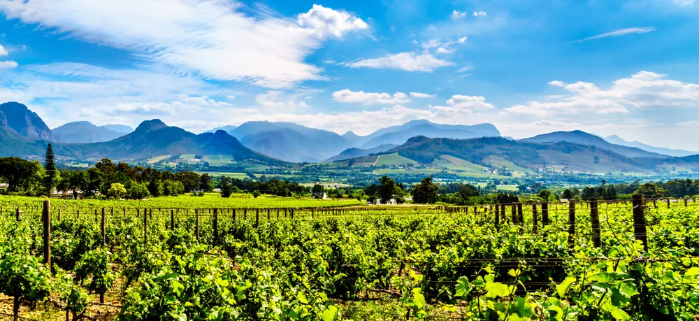 viñedos de Franschhoek y Stellenbosch